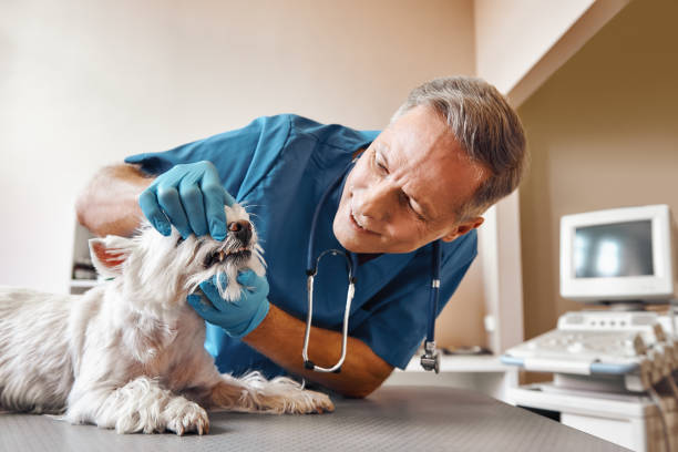 Best Mobile Emergency Dentist in Glenwood, IL